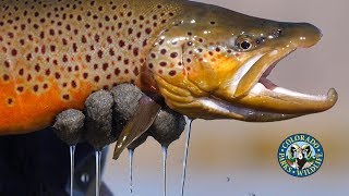 Big Brown Trout in Colorado [upl. by Pelson]