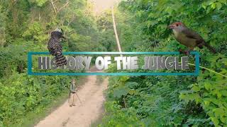 History of the Jungle [upl. by Inavoig]