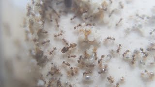 Pheidole megacephala update 1 [upl. by Bayer635]