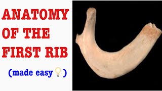 FIRST RIB ANATOMY TUTORIAL RESPIRATORY SYSTEM DampN Medical Series [upl. by Panthia582]