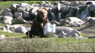 Bear vs YETI  YETI Coolers [upl. by Padgett816]