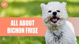 Bichon Frise Everything You need to know [upl. by Elli316]