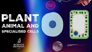 GCSE Science Biology 91  Plant and Animal Cells  Cell Specialisation [upl. by Jeffery]