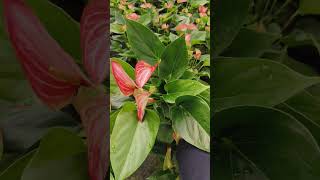 ANTHURIUM LIVIUM RED israel gardenplants garden flowerharvest flowers plants [upl. by Okimuy]