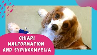 Chiari Malformation and Syringomyelia in dogs and Cavalier King Charles Spaniels [upl. by Anai230]