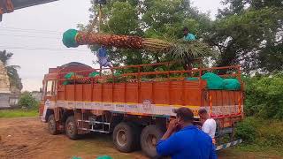 8 feet date palm tree  Available on IndiaMART [upl. by Viehmann]