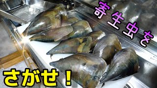 エビ型の寄生虫に完全にやられてしまった巨大な貝。寄生虫の姿が衝撃だった。 [upl. by Lovel]