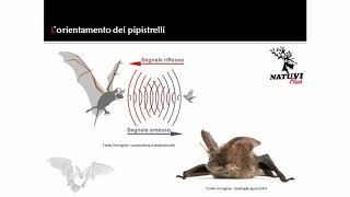 Lorientamento dei pipistrelli [upl. by Leunamesoj]