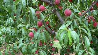 Picking Yellow Peaches in Larriland Farm [upl. by Bernadina873]