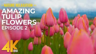 Amazing Tulip Flowers in 4K UHD  Beautiful Colors of Nature with Cheerful Spring Sounds NO LOOP 2 [upl. by Narmi928]