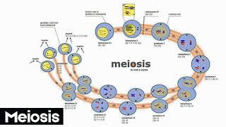 Meiosis  How Cells Divide to Create Life  Animation video [upl. by Alesig304]