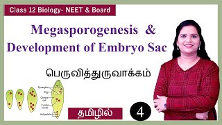 Megasporogenesis amp Development of Embryo Sac [upl. by Allac]