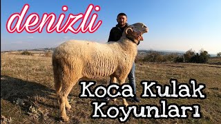 DENİZLİ KOCA KULAK KOYUNLARI [upl. by Ashlan136]