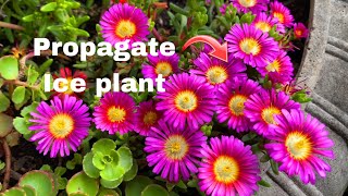 Easily Propagate Ice Plant Delosperma [upl. by Amadis112]