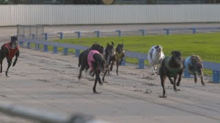 Greyhound racing industry facing another major review into its operations [upl. by Aradnahc]