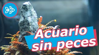 Habitantes de ACUARIO sin PECES · Anfibios invertebrados y más [upl. by Alverta]