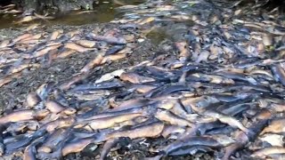 Drought leaves thousands of salmon dead in British Columbia [upl. by Llednav]