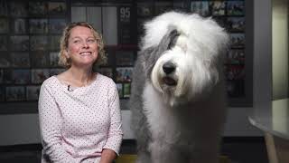 O is for Old English Sheepdog [upl. by Shelba355]