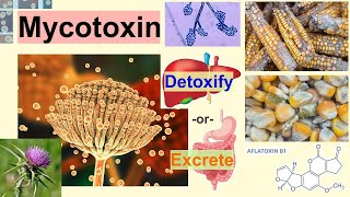 MYCOTOXINS IN FUNGI [upl. by Claudie]