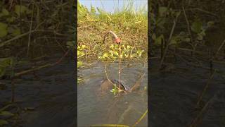 Amazing Hook Fishing video in Beel Pond water trapfishing hookfishing catchfish shorts [upl. by Ahsenrat]