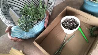 Succulent propagation experiment senecio pickle plant [upl. by Trebled730]