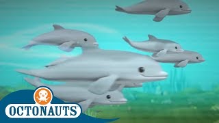 Octonauts  Dolphin Families  Cartoons for Kids [upl. by Watkin]