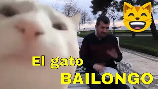 😎 GATO BAILANDO TAMBOR 😺 Meme del gato moviendo la cabeza 🎵 Gato bailando con la cabeza [upl. by Osborn438]