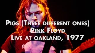 Pink Floyd  Pigs Three Different Ones  Live at Oakland [upl. by Sucerdor]