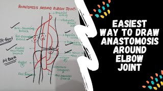 Anastomosis Around Elbow Joint  Upper Limb [upl. by Nottirb]