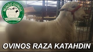 Borregos Raza Katahdin [upl. by Atlanta]