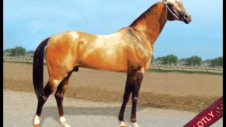 AkhalTeke Turkmen horses [upl. by Lrub]