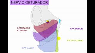 INERVACION DE MIEMBRO INFERIOR 3 [upl. by Ydarb]