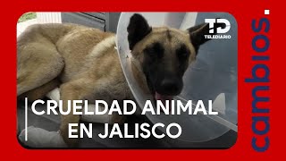 La inhumana crueldad hacia los animales en Jalisco [upl. by Yddeg20]