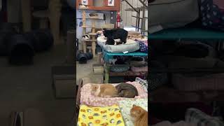 Cage Free Cat Sanctuary  Furball Farm Pet Sanctuary [upl. by Vinson]