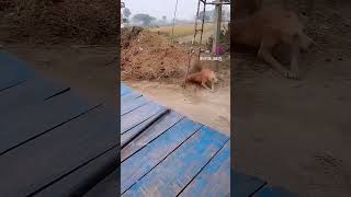 Dog vs Monkey fight 💪comedy subscribe Bong soumyajit Aquarium [upl. by Nerty]