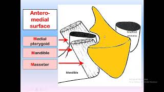 parotid gland anatomy for dental students [upl. by Neville]