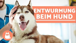 Entwurmung beim HUND  5 Gründe warum wichtig ist [upl. by Shamrao]