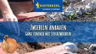 Zwiebeln richtig anbauen  Zwiebeln stecken [upl. by Beaner]