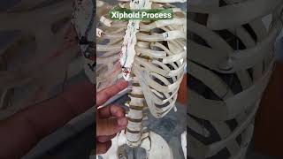 Xiphoid Process sternum draqilshah viralvideos anatomy grossanatomy youtubeshorts shorts dr [upl. by Gris]