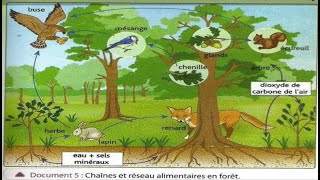 1AC  Les relations alimentaires dans un milieu naturel [upl. by Annayrb648]