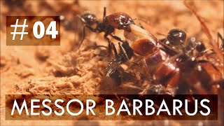 MESSOR BARBARUS  SORTIE DE DIAPAUSE  BLOG 4 [upl. by Stralka]