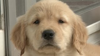 Amazing Animal Facts Golden Retrievers [upl. by Eiloj]