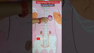 ScienceBiology Project Human Anatomy TLM Students ytshorts shorts shortsfeed viralvideo [upl. by Fabrin518]