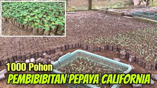 Pembibitan Pepaya California 1000 Pohon [upl. by Lraed702]