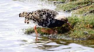 Ruff feeding at Marshside RSPB [upl. by Winslow]