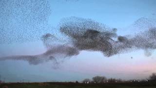 Starling Murmuration Natomas Sacramento California [upl. by Origra]