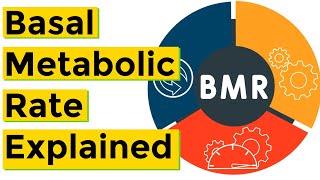 Basal Metabolic Rate BMR Explained [upl. by Norga]