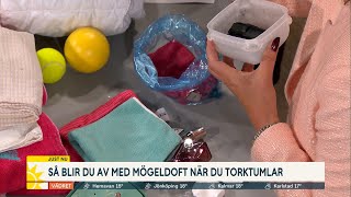 Städmarlene Så får du bort dåliga lukter  Nyhetsmorgon TV4 [upl. by Noedig]