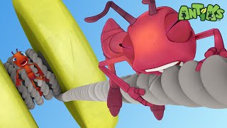 YoYo  Antiks 🐜  Funny Cartoons for Kids [upl. by Katina110]