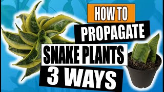 Snake Plant Propagation Sansevieria 3 Ways to Propagate [upl. by Perry]